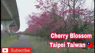 Cherry Blossom 💐Taipei Gala Si lola#trending#shortvideo #taiwan#viral#caregiver#viralvideo#buhayofw