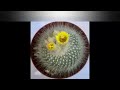 top 10 cactus pequeÑos parte 2