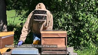 Kill Varroa Destructor: How to apply Formicpro Varroa Treatment bee hive strips formic acid