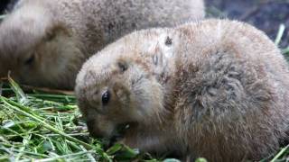 上野動物園の動物たち　その１ (Tokyo Ueno Zoo No.01)