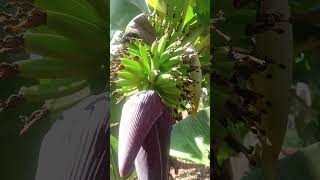 Beautiful banana 🍌😋🍌🍌#beautiful song#agriculture#farmer#WhatsApp status