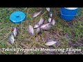 CARA MUDAH MEMANCING IKAN TILAPIA (Tilapiine Cichlid) || Mancing Ikan Nila