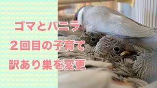 文鳥　２回目の卵→つぼ巣からさら巣へ