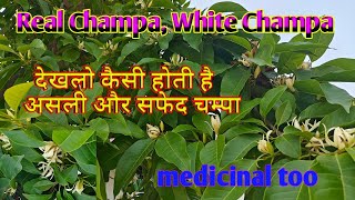 White Champa, fragrant Champa, champak,सफेद चम्पा,असली चम्पा, Michelia champaca,Magnoliaceae. herbal