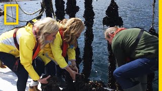 Harvesting Mussels In Ireland | National Geographic