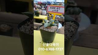 화목단실생2만원#succulent #다육식물 #아프리카식물 #선인장 #산골다육이 010-6388-1727