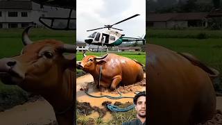 Heavy_cow😭🐄💯_stuck_on_muddy_green_field_rescued_by_workers_,100 #humanity_#cowlover_#cow_#