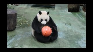 20220513 圓仔點心唯蘿蔔 就地解決不囉嗦(午餐) Giant Panda Yuan Zai