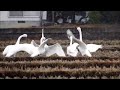 コハクチョウ vs アメリカコハクチョウ　山形市