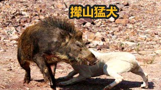 国产十大猛犬“丛林悍将”，四川深山顶级青川猎犬，面对野兽丝毫不怂