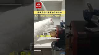 猫咪为吃虾偷学动作开烤箱 主人：之前开过微波炉，可爱又好玩