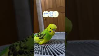 抓狂的🦜 #birds #parrot #鳥 #虎皮鸚鵡 #yugao #shorts #short