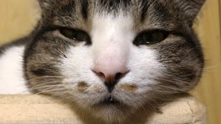 猫ってなんでこんなにかわいいの？かわいいが溢れているももちゃん編【うちの子４にゃんず】