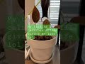 #soil #foliage #green #plants #shortvideo #root #calathea #pinstripe #hydroponics #short #shorts