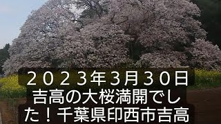 吉高の大桜！満開でした２０２３年３月３０日 千葉県印西市(旧印旛村)天然記念物  樹齢３００年！ 菜の花とマッチしてました❤️