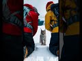 a touching story about a canadian lynx pup seeking help from humans to save its injured mama lynx