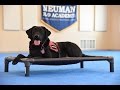 Frankie (Labrador Retriever) Psychiatric Service Dog Demonstration Frankie (Labrador Retriever) Psychiatric Service Dog Demonstration