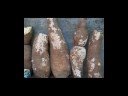 giant cassava