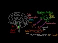 central chemoreceptors respiratory system physiology nclex rn khan academy