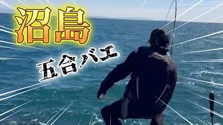 【フカセ釣り】沼島の名礁、五合バエ！潮を制してグレを引き出せ！ #磯釣り #グレ