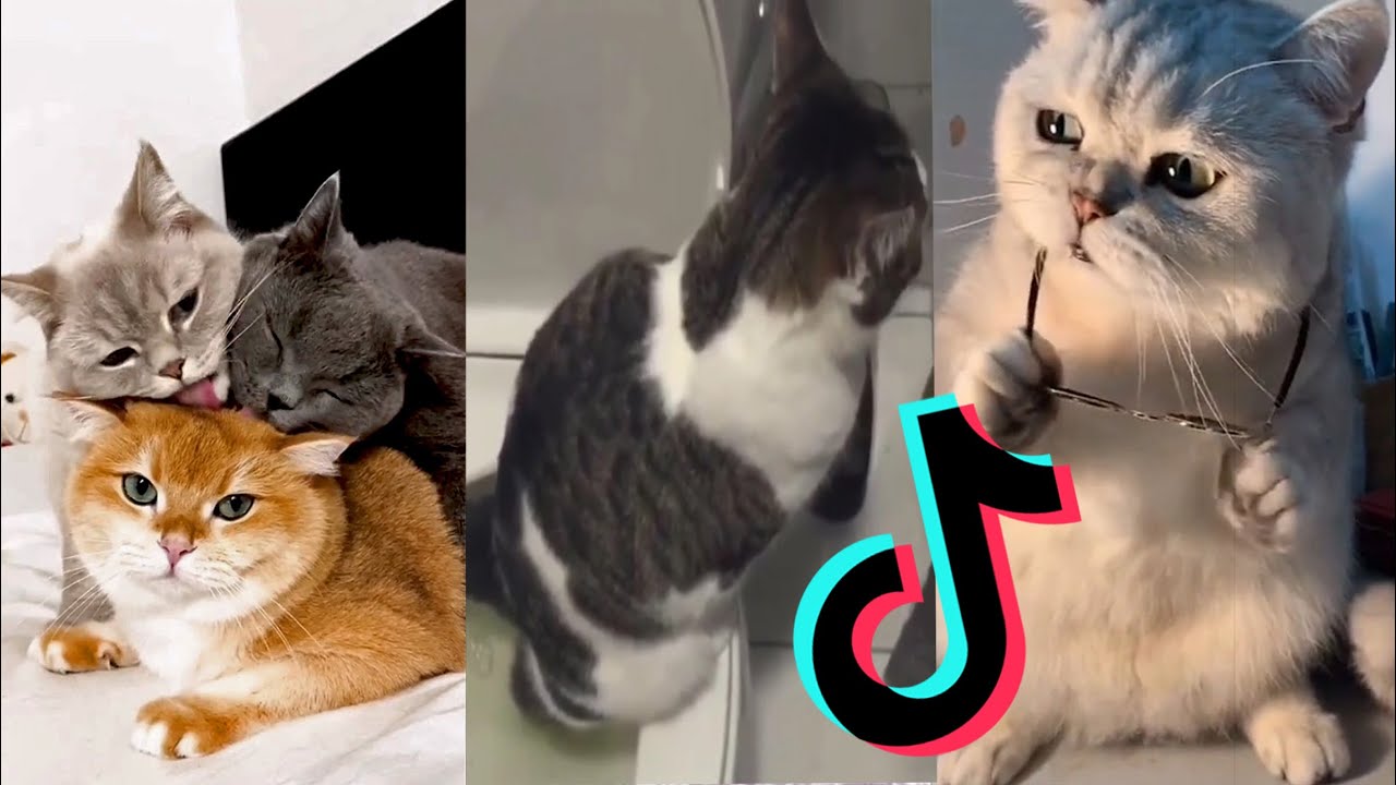 Cats Being..CATS😼~Tiktok Compilation! #3 - YouTube