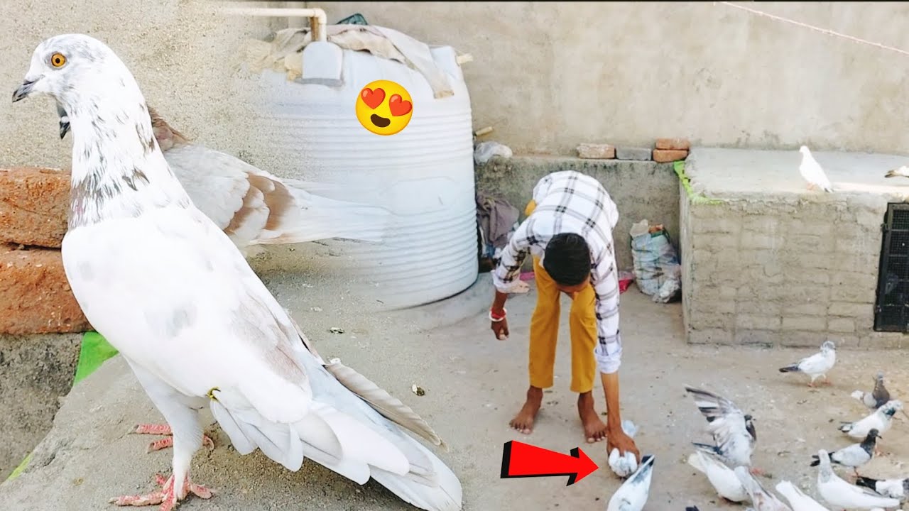 Pilakda Kabutar Pakda ёяшн Youtube