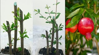 #cuttingsமூலம்மாதுளைசெடிவளர்ப்பு |how to grow pomegranate plant from cuttings in Tamil |