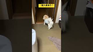 小さな番犬（チワワのそば） #chihuahua #ちわわ #shorts