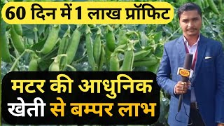 मटर की आधुनिक खेती | Amazing Pea farming | matar ki kheti Kaise kare | Tonic Plant | A to Z Video