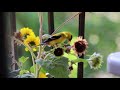 male american goldfinch minisunflower birds birdfood nature usa canada americangoldfinch