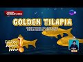 Golden tilapia, perwisyo ang hatid sa mga mangingisda sa Laguna | Dapat Alam Mo!