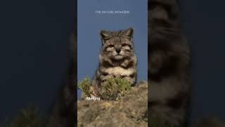 This Cat is So Rare, Scientists Struggle to Find It! 😱 | Andean Mountain Cat