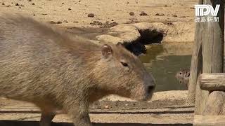 日本一のカピバラ大家族　とくしま動物園で人気者