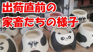 【陶芸】出荷される直前の家畜たちの様子を御覧ください【ウェットシェルター】