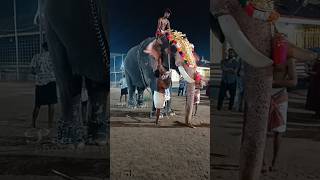 🔥ഇവൻ ഒരു കിലടിയ 🔥#dance#kaikottikalidance #folkart #elephant #kaikottikkali #keraladance