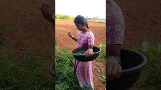 நாட்டு தக்காளி யாருக்கெல்லாம் வேணும் tomato 🍅🍆