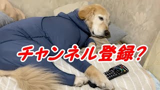 リモコンで【イタズラ】した後は僕の布団で・・・(*_*;　【ゴールデンレトリバー】の可愛いところです。チャンネル登録してねアピールしております（笑）