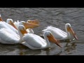 American White Pelicans their own synchronized swimming