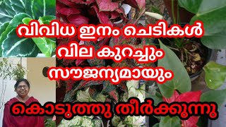 ഒത്തിരി ചെടികൾ  ഇത്തിരി വിലയിൽ /വലിയ ചെടികൾ കുറഞ്ഞ വിലയിൽ#flowers #malayam