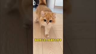 猫咪最想让主人知道的七件事，你能理解吗？＃猫咪心思＃新手养猫＃养猫知识＃养猫日常＃养猫经验＃科学养猫＃养猫人＃养猫经验分享＃宠物＃萌宠＃猫咪＃cat＃宠物日常＃宠物知识＃分享养宠经验＃猫咪的迷惑行为