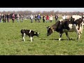 koeiendans bij biologische boer durk oosterhof in drachten de lente is begonnen