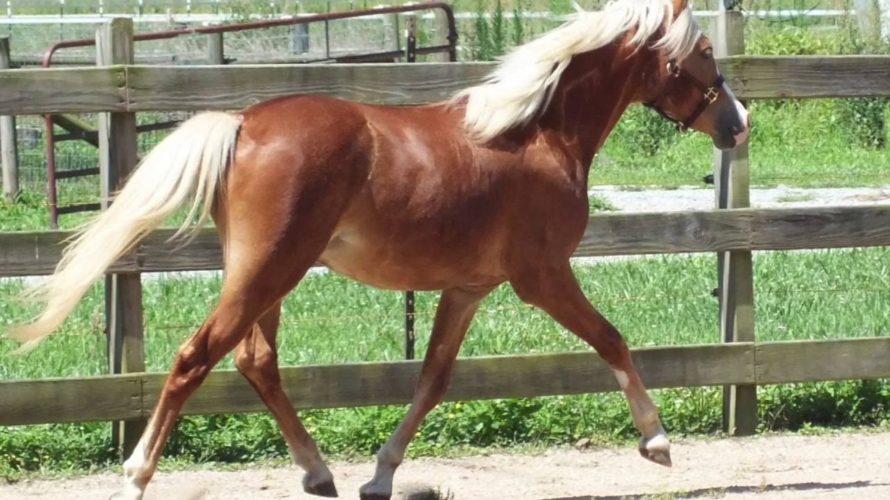 Yearling Welsh Section B Pony, SOLD - YouTube