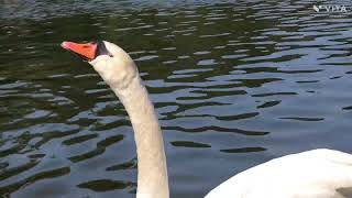 みやま公園の鴨の大群　岡山県玉野市