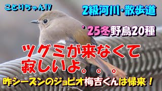 【2級河川の探鳥散歩】ツグミの来ない冬シーズンは寂しい・去年と同じジョウビタキの梅吉くんが帰って来た💕【ことりちゃんTV☆野鳥たちの物語】