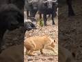 1 buffalo vs. 1 lion #lion #wildanimals #buffalofight #ytshorts