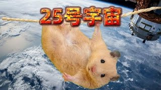 25号宇宙实验，老鼠乌托邦的崩坏，人类会不会步其后尘呢？