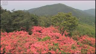 徳仙丈山のツツジ（２）（宮城県気仙沼市）