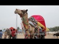 decorated camel cart waits for passenger pushkar mela rajasthan