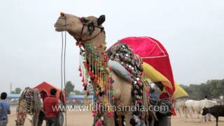 Decorated Camel cart waits for passenger : Pushkar Mela, Rajasthan