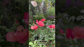 【HD動画】2024年6月17日  紫陽花が色付きました。 #flowers #garden #癒し#自然 #naturelovers #薔薇は美しく散る #ばらの花 #rosegarden